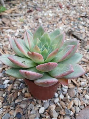Large echeveria unknown red - echeveria,