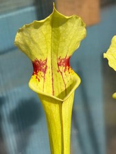 Sarracenia spiderman moorei - sarracenia, x