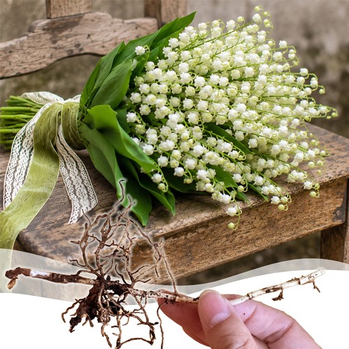 Fragrant lily the valley - of,