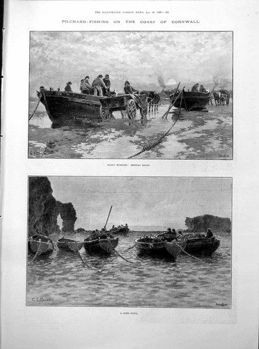 Antique print pilchard fishing - antique,