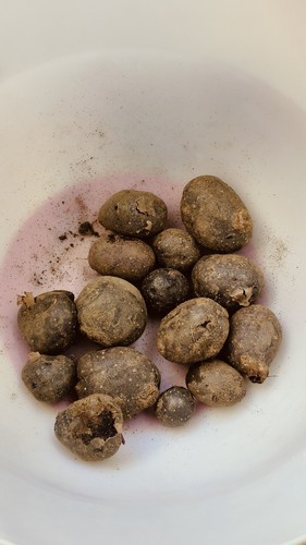 Blue potatoes seeds - blue,