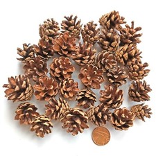 Mini Small Real Pine Fir Cones