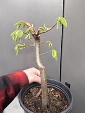 Part trained hornbeam bonsai - part,