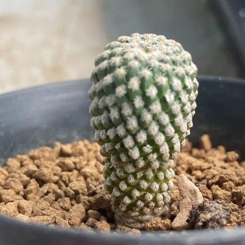 5cm succulent cactus plant - succulent,
