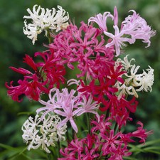 Nerine Hybridisers Mix x 10