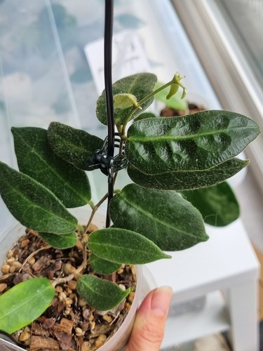 Hoya patella unknown colour
