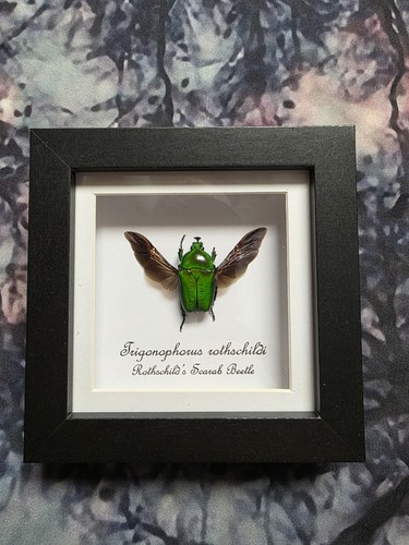 Rothschilds scarab - rothschilds,