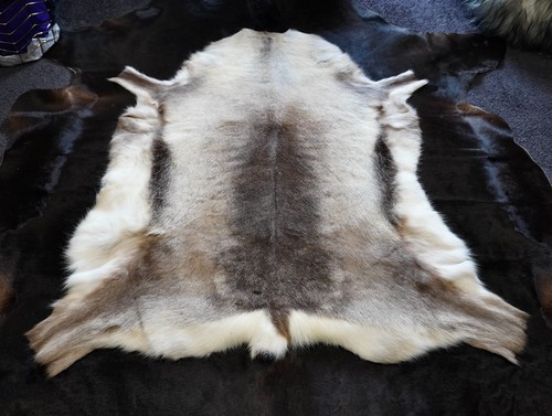 Reindeer hide beautiful - reindeer,