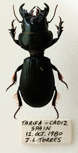 Scarites buparius black - black, beetle