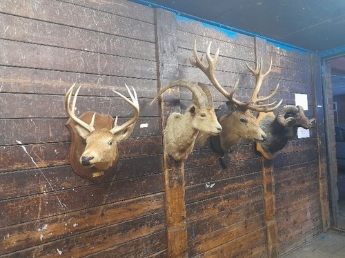 Rare taxidermy whitetail stag - rare,