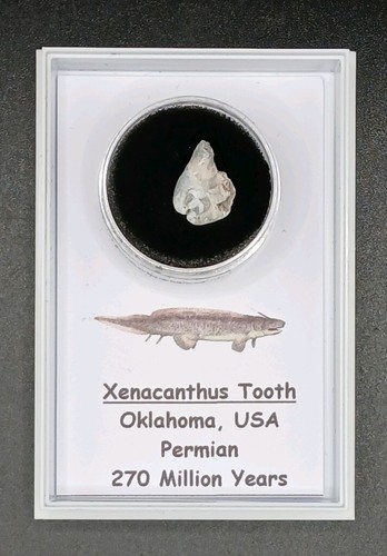 Fossil xenacanthus tooth - xenacanthus,
