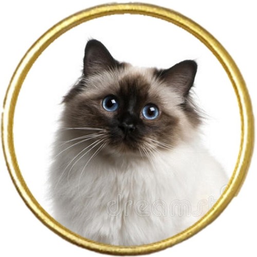 Birman cat pet gold - cat,