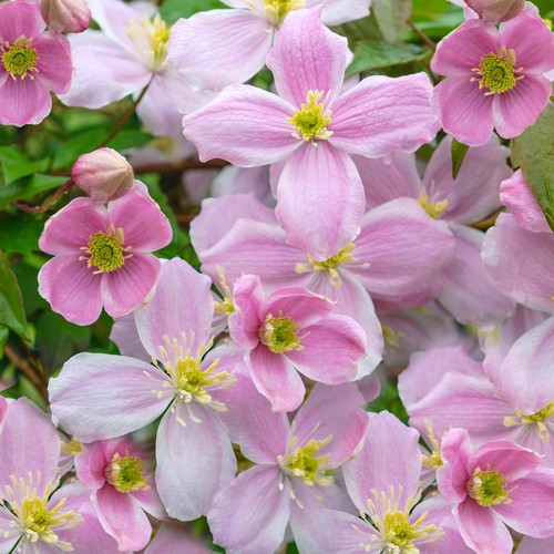 Clematis montana mayleen - clematis,