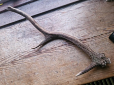 Deer Antler Dog Chew 220g   length 41cm