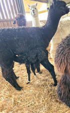 Alpaca Blanket 100% for