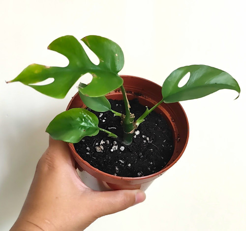 Swiss cheese plant - plant, (monstera)