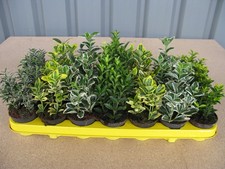 6x Dutch Euonymus Plants –