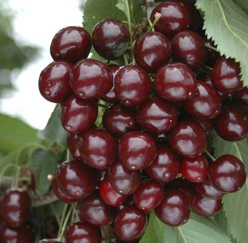 Stella dwarf cherry fine - dwarf,