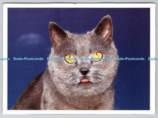 D314733 Cat. Pedigree Petfoods. Postcard