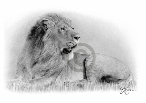 African lion pencil drawing - african,