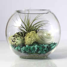 Air plant Kit glass Terrarium