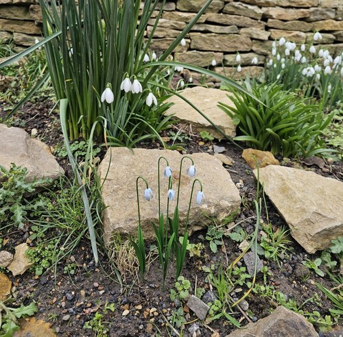 Handmade snowdrop - handmade,