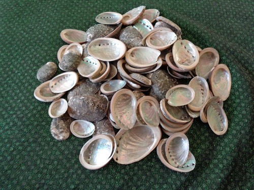 Abalone sea shells 5 - x,
