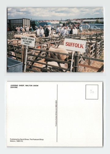Postcard judging sheep - postcard,