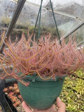 Drosera Binata Cv Marstons