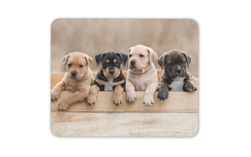 American staffy puppies - puppies, mouse