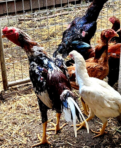 Lotx12 eggs npip indio gigante - npip,
