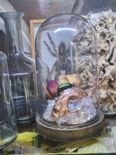 Light-Up Gilded Cat Skull Dome | Taxidermy Curiosity | Gothic Decor