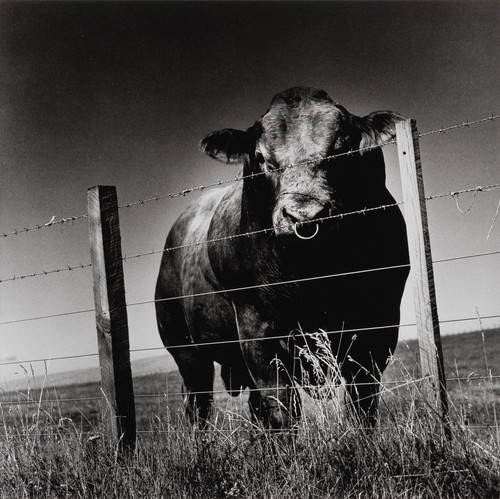Vtg helmut newton - photo, fred