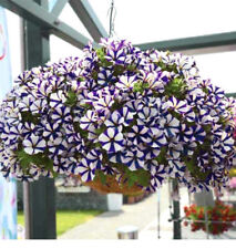 PETUNIA TRAILING F1 SEEDS - 10