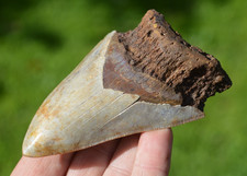 LARGE 4.4"  GENUINE  MEGALODON SHARK TOOTH, BEST VALUE MEGS ,U.K db203