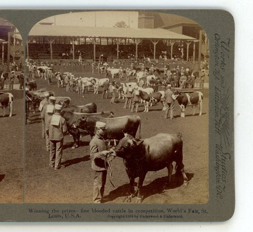 Winning prizes cattle world - winning,