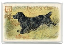 FIELD SPANIEL LOVELY DOG ART