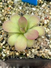 Pinguicula Linz
