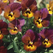 Viola plug plants garden