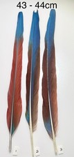 Parrot Macaw Feather Crafts