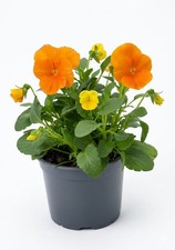 Pansy Plants – Colourful