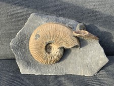Rare Ammonite + Belemnite