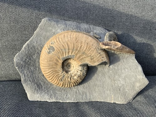 Rare ammonite belemnite - rare,