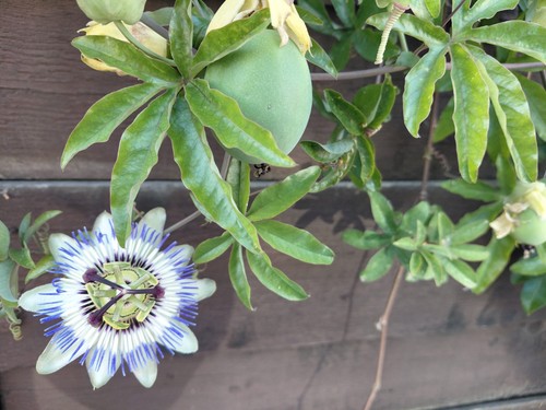 Passion flower fresh - passion,