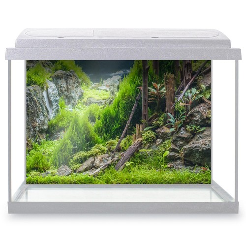Fish tank background - fish,