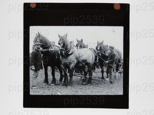 Horse ploughing team - horse,