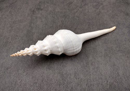 Petits spindle seashell - petits,