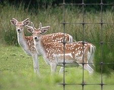 Deer Fencing Mesh Livestock