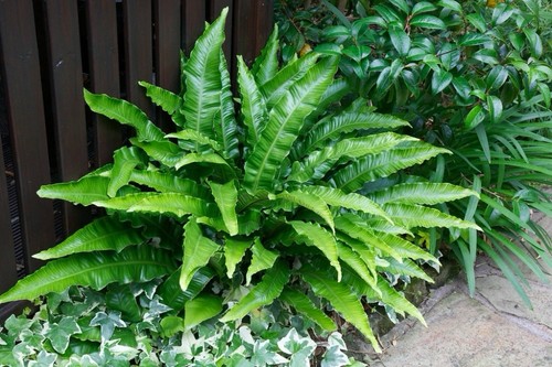 Hart tongue fern - hart’s,