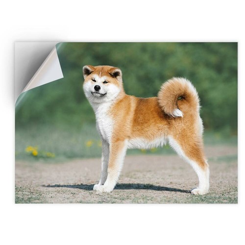 Vinyl sticker akita - sticker,